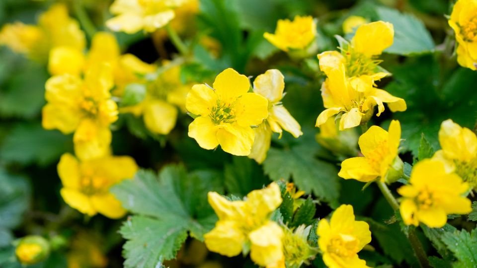 Sárga virágokkal borított indás berkipimpó növény a zöld levelek között.