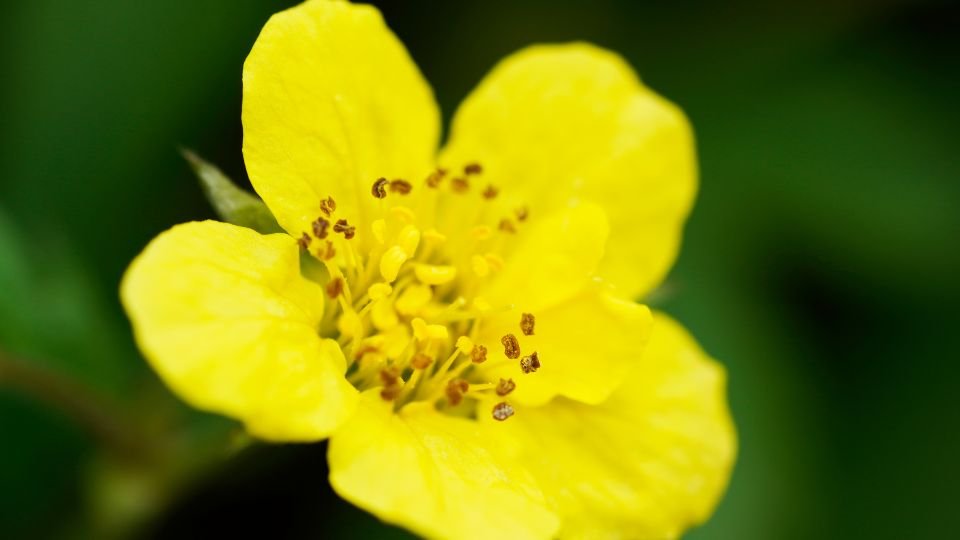Közeli kép egy sárga indás berkipimpó virágról, zöld háttérrel.