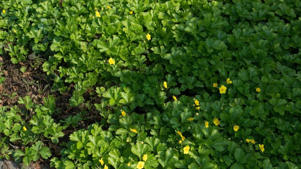 Zöld levelek és sárga virágok egy indás berkipimpóval borított területen.