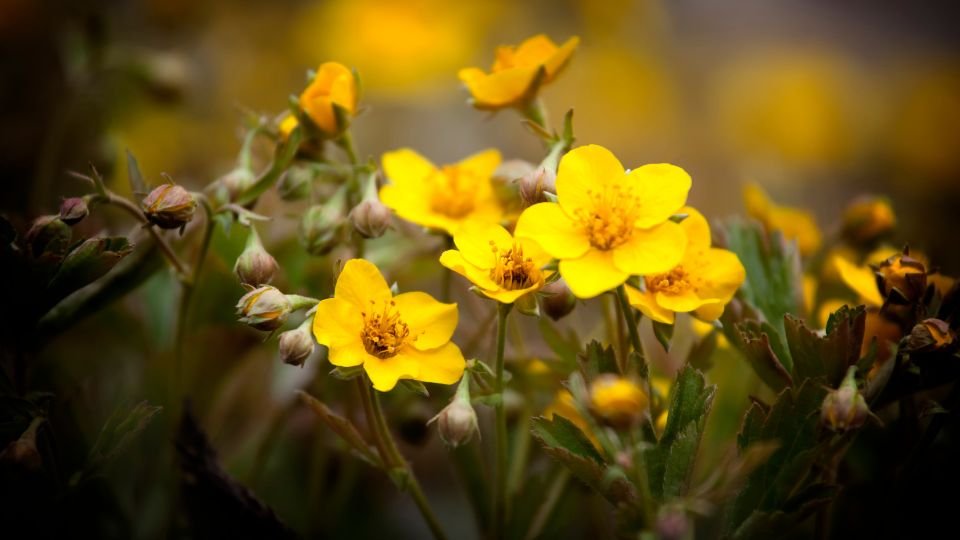 Sárga virágok csoportja, zöld levelek között, természetes környezetben.