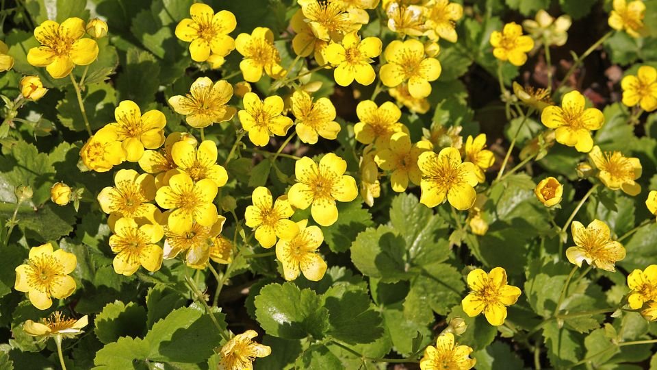 Sárga virágokkal borított indás berkipimpó növény, zöld levelek között.