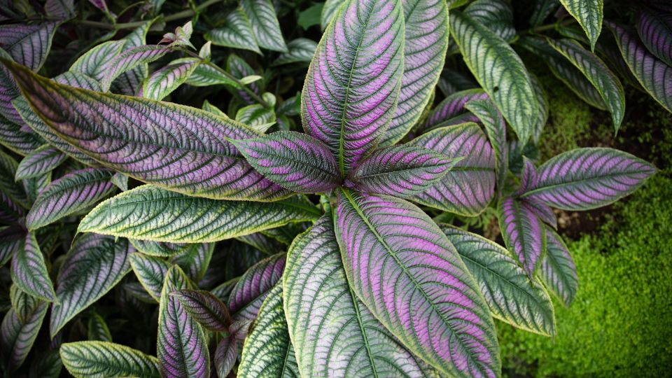 Javai felbibe Strobilanthes alternata 1