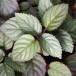 Javai felbibe Strobilanthes alternata
