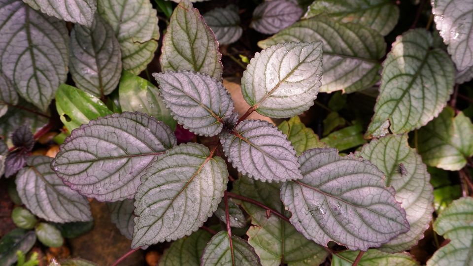 Javai felbibe Strobilanthes alternata 2