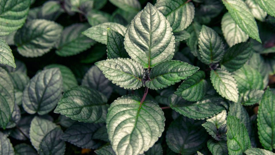 Javai felbibe Strobilanthes alternata 3