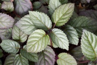 Javai felbibe Strobilanthes alternata