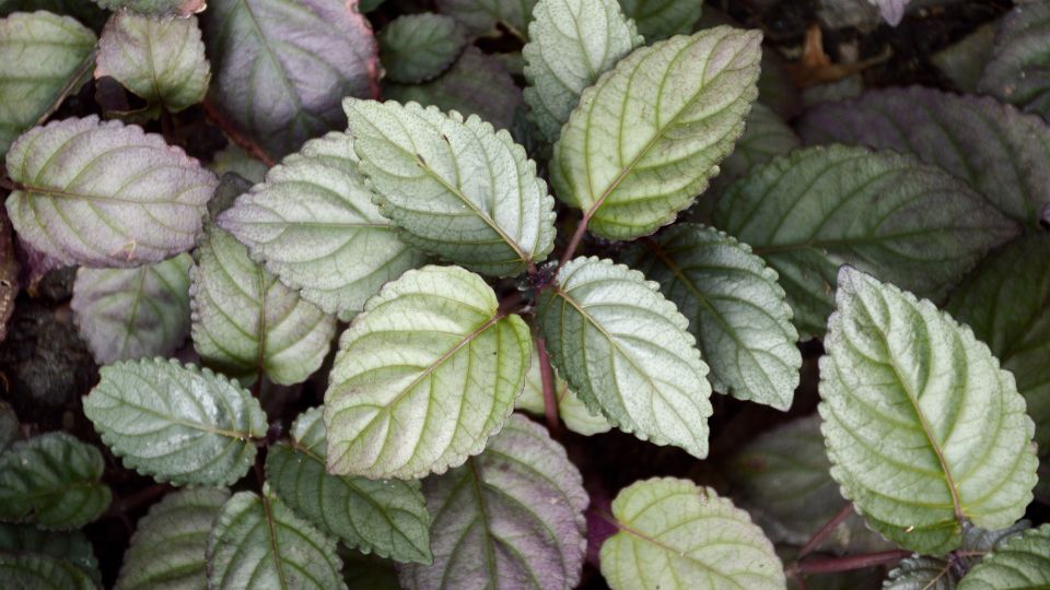 Javai felbibe Strobilanthes alternata