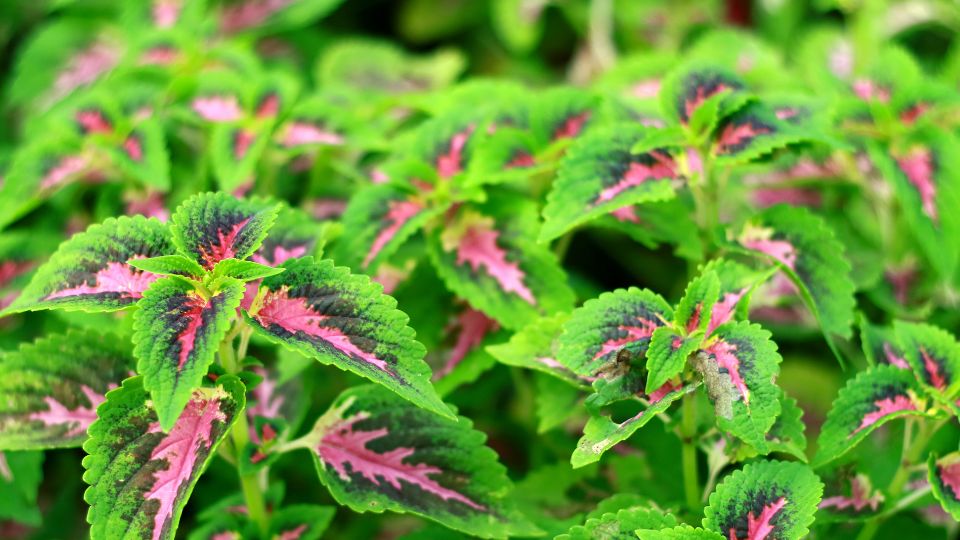 Kakassarkantyu Plectranthus 1