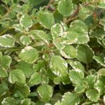 Kakassarkantyu Plectranthus
