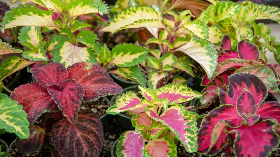 Kakassarkantyu Plectranthus 2
