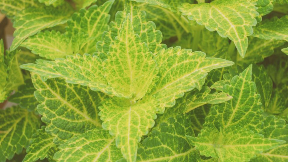 Kakassarkantyu Plectranthus 3