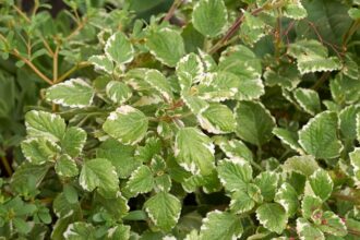 Kakassarkantyu Plectranthus