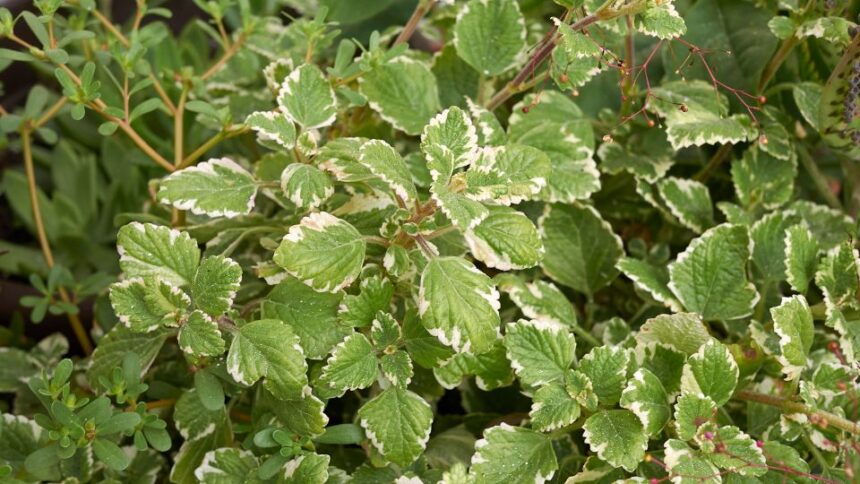 Kakassarkantyu Plectranthus