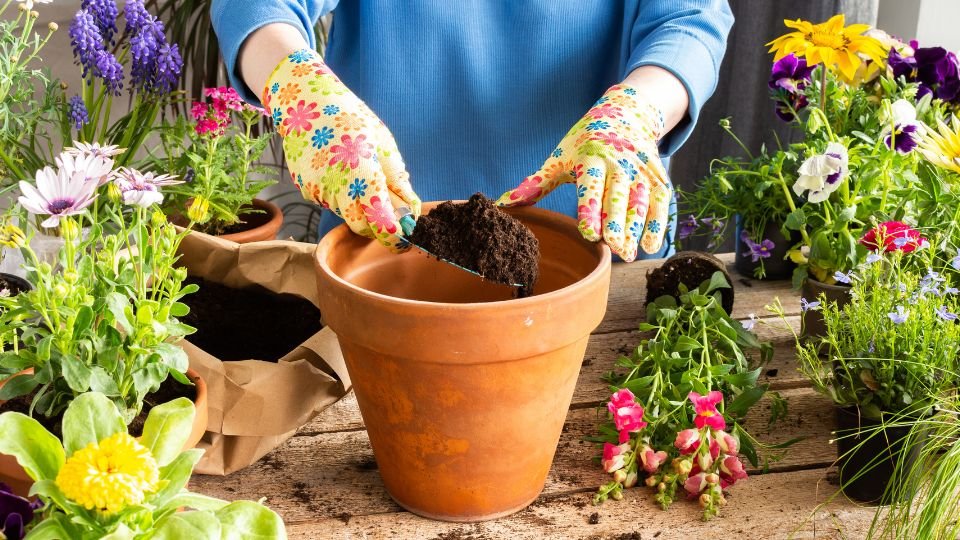 Kerti virágok átültetése, virágos kesztyűs kezek földet töltenek egy cserépbe.