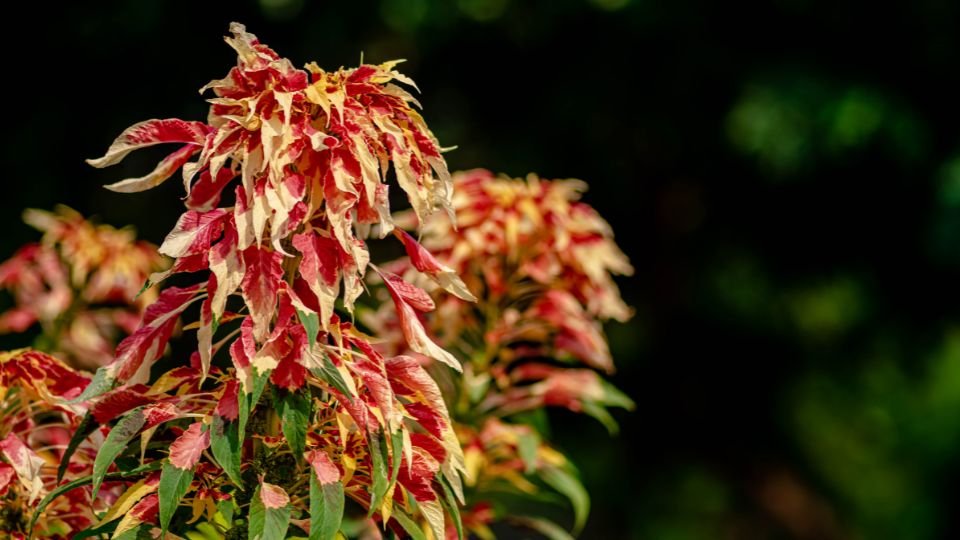 Színes kínai amaránt virág, piros és sárga levelekkel, zöld háttérrel.