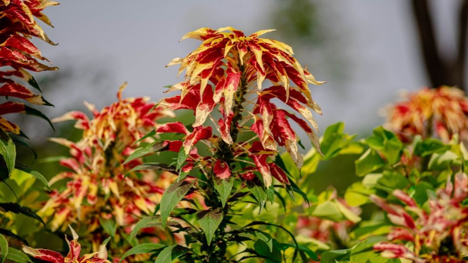 Színes levelekkel rendelkező kínai amaránt virágai a természetben.