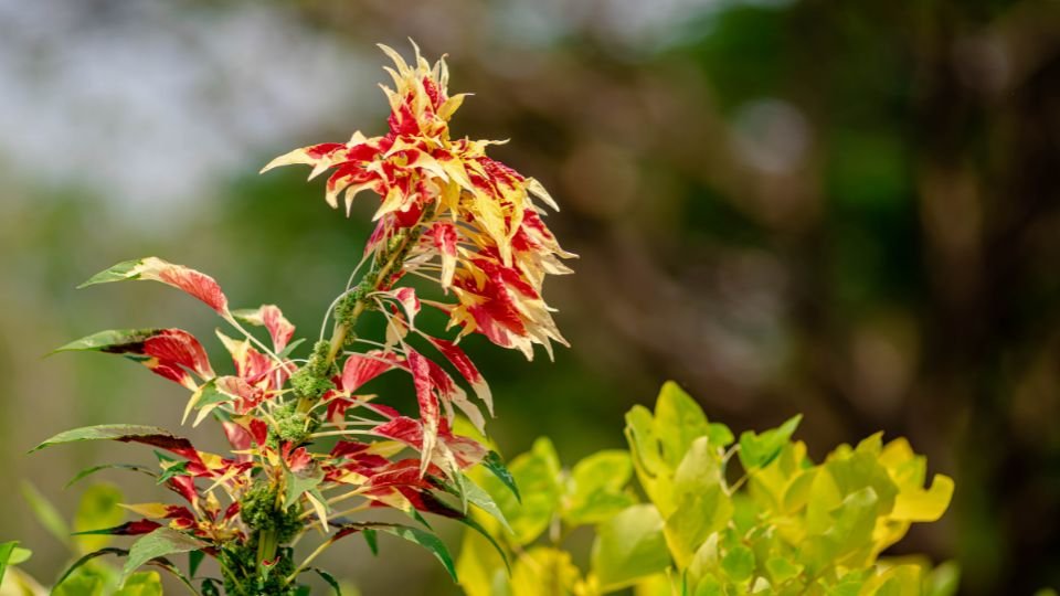 Színes kínai amaránt virág, élénk piros és sárga levelekkel, zöld háttér előtt.