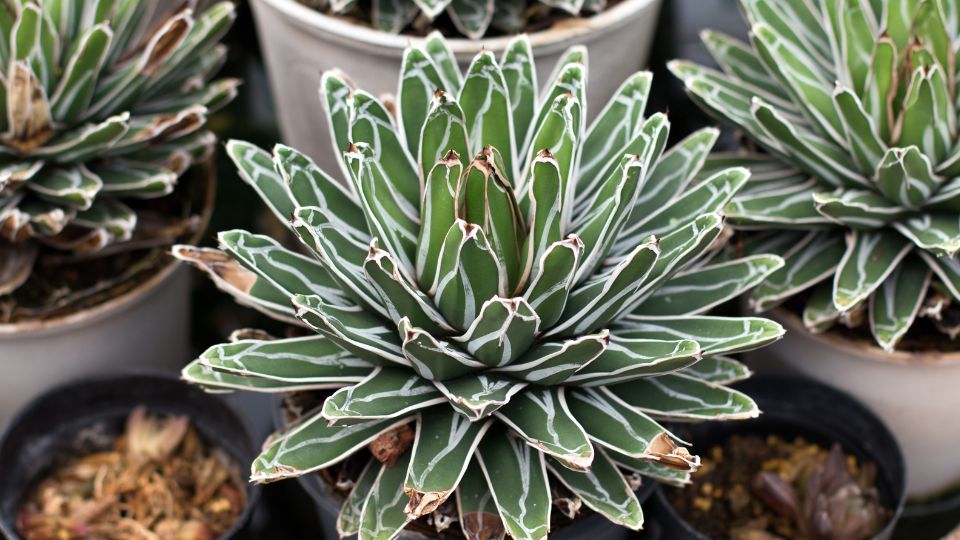 Kiralynoi agave Agave victoriae reginae 1