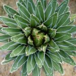 Kiralynoi agave Agave victoriae reginae