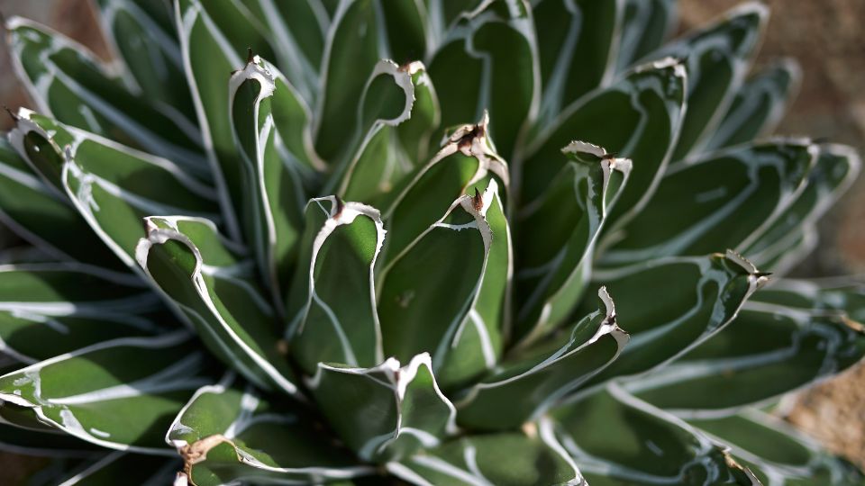 Kiralynoi agave Agave victoriae reginae 2