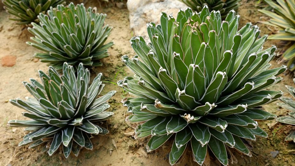Kiralynoi agave Agave victoriae reginae 3