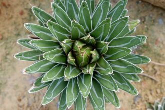 Kiralynoi agave Agave victoriae reginae