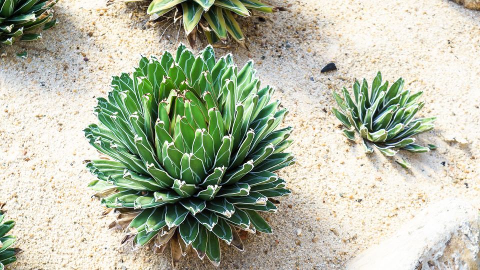 Kiralynoi agave Agave victoriae reginae 4