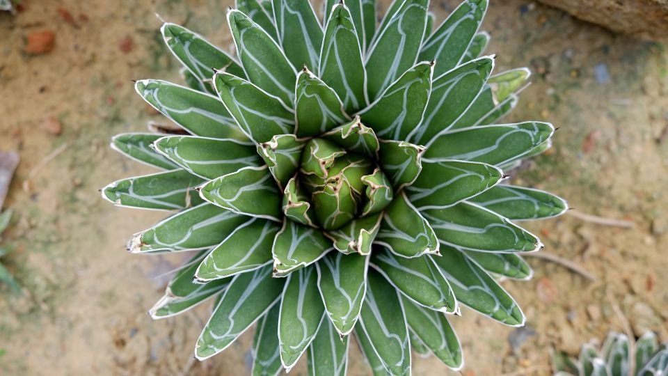 A Királynői agávé (Agave victoriae-reginae) zöld levelei, fehér erezeteikkel, szimmetrikus formában.