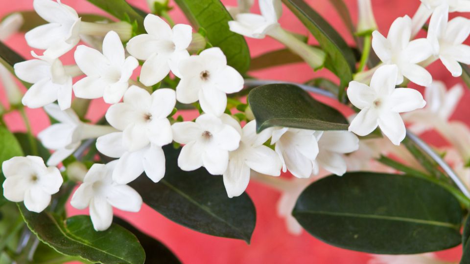 Koszorufutoka Stephanotis floribunda 1