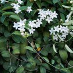 Koszorufutoka Stephanotis floribunda