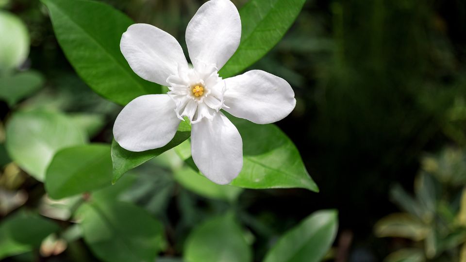 Koszorufutoka Stephanotis floribunda 2