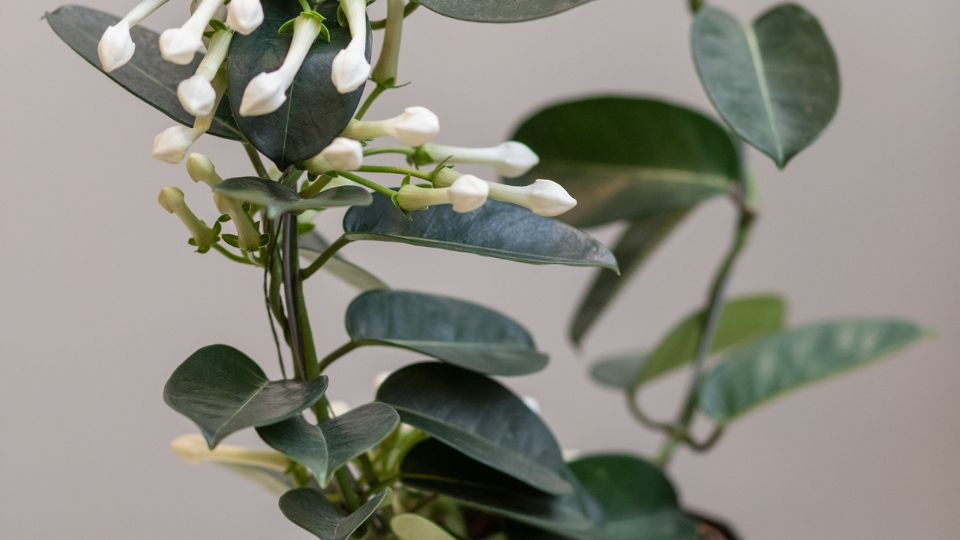 Koszorufutoka Stephanotis floribunda 3