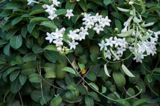 Koszorufutoka Stephanotis floribunda