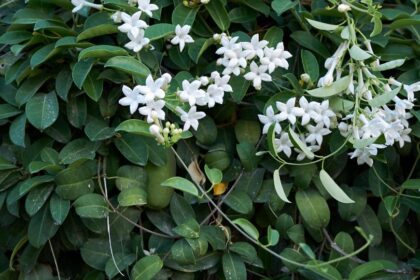 Koszorufutoka Stephanotis floribunda