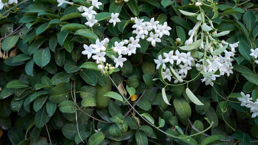 Koszorufutoka Stephanotis floribunda