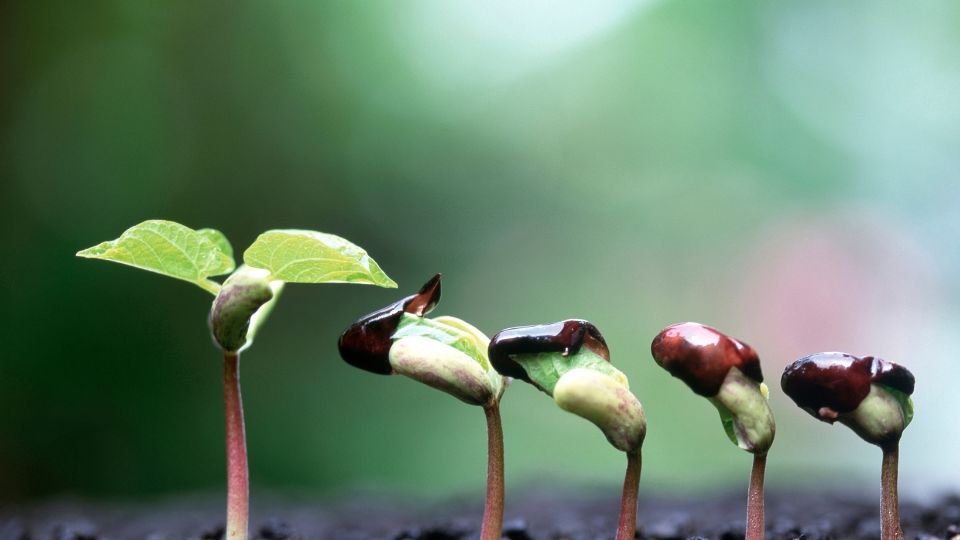 Frissen csírázó babpalánták különböző fejlődési szakaszban, zöld levelekkel.