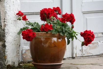 Tavaszi muskátlik piros virágokkal egy cserépben, háttérben régi ajtóval.