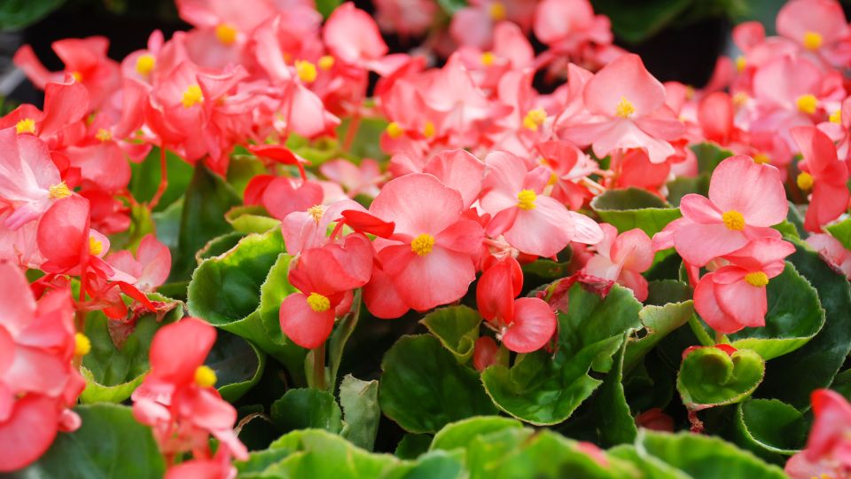 Mindignyilo begonia Begonia semperflorens 1