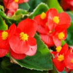 Mindignyilo begonia Begonia semperflorens