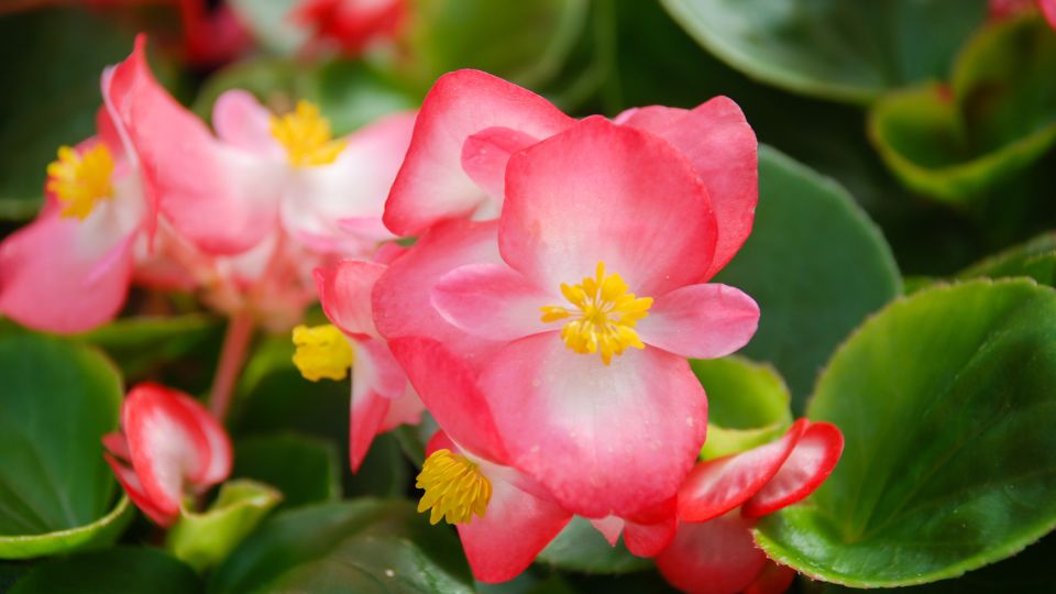 Mindignyilo begonia Begonia semperflorens 2