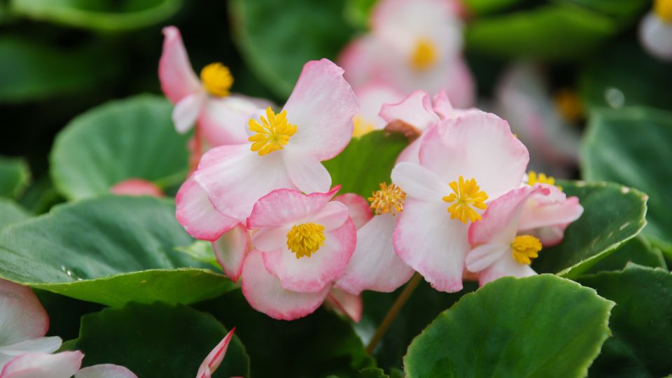 Mindignyilo begonia Begonia semperflorens 3
