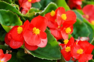 Mindignyilo begonia Begonia semperflorens