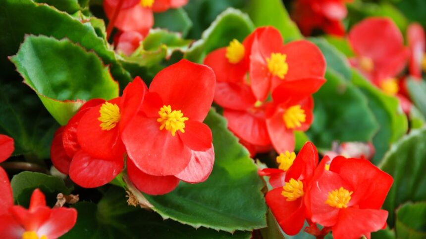 Mindignyilo begonia Begonia semperflorens