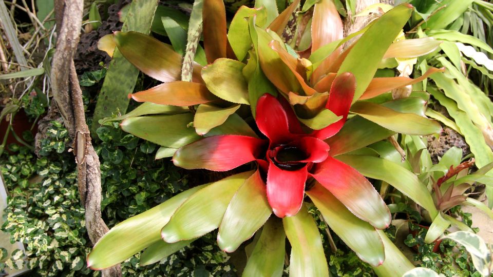 Neoregelia Neoregelia carolinae 1
