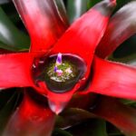 Neoregelia Neoregelia carolinae