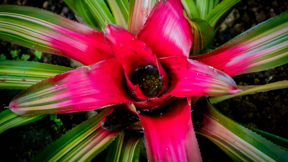 Neoregelia Neoregelia carolinae 2