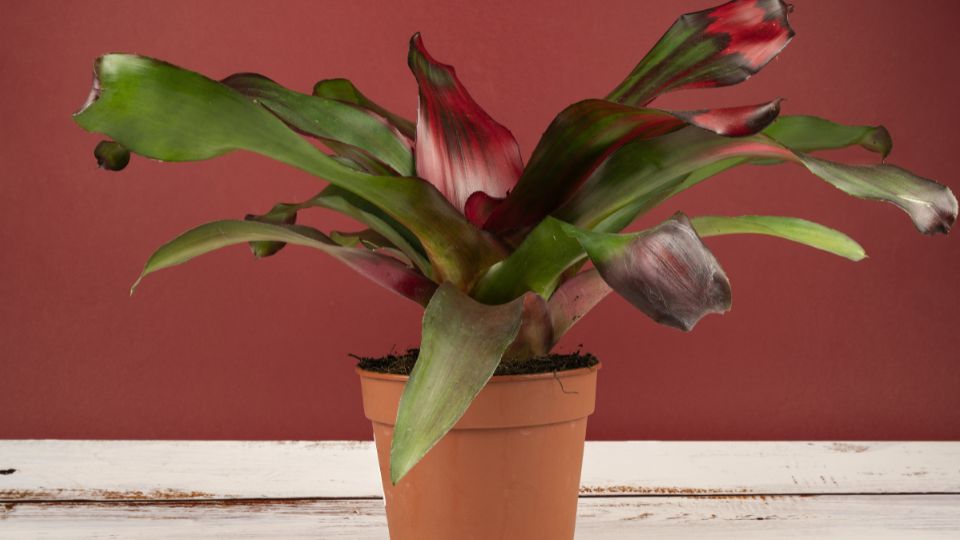 Neoregelia Neoregelia carolinae 3