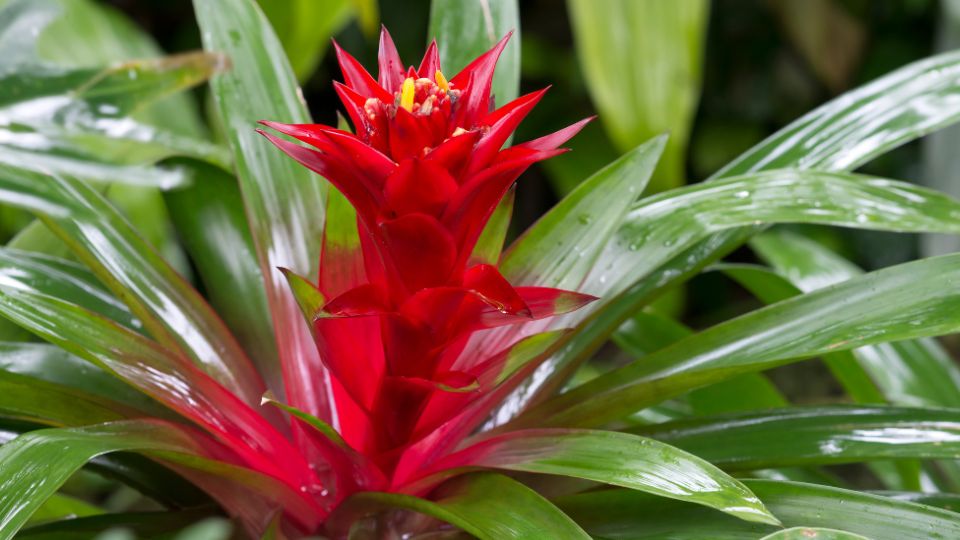 Neoregelia Neoregelia carolinae 4