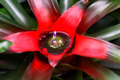 Neoregelia Neoregelia carolinae