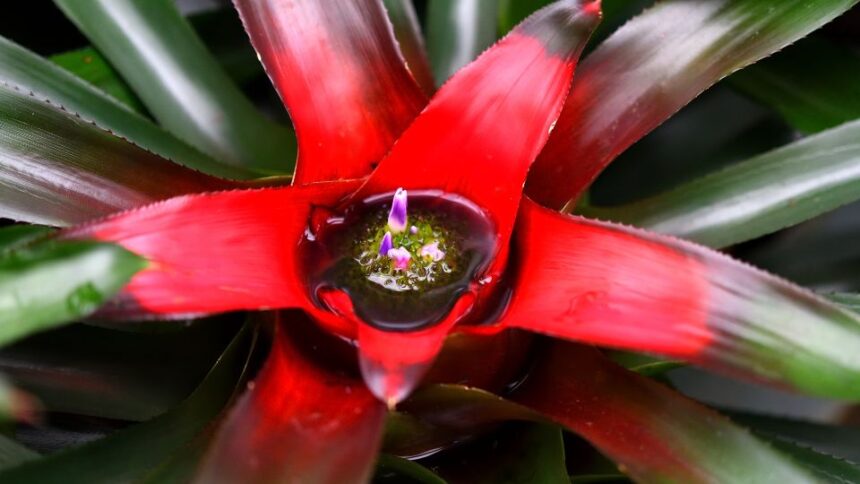 Neoregelia Neoregelia carolinae